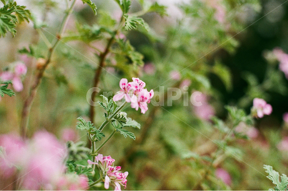 꽃,봄꽃,감성,감성사진,푸른수목원,항동철길,식물,자연,plants,nature,꽃,flower,감성,sensible,feeling