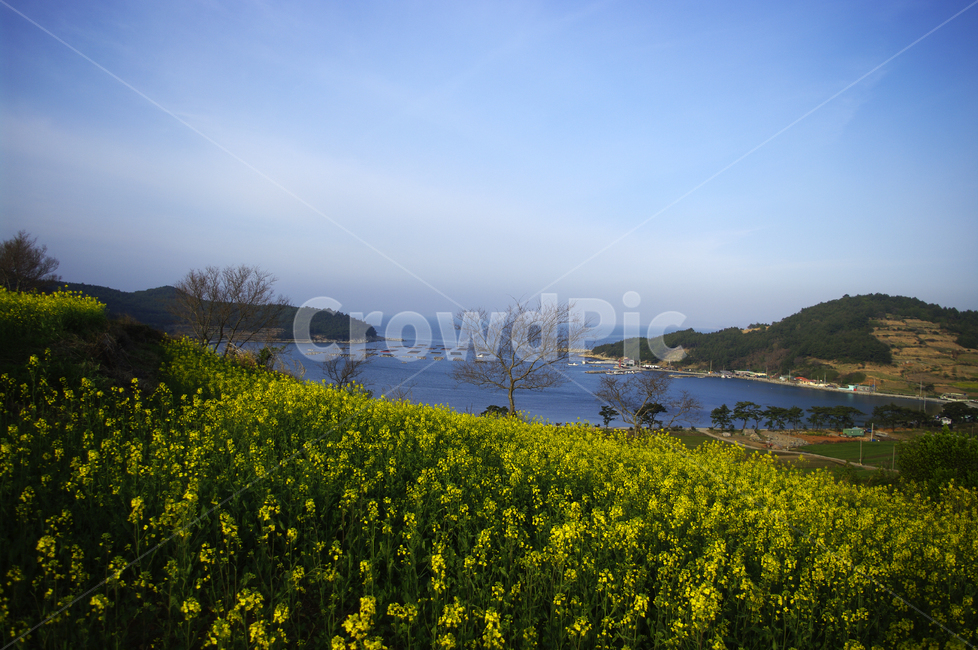 유채꽃,꽃밭,꽃,flower,계절,봄,spring,하늘,구름,풍경,바다,봄,계절,spring,season,자연,풍경,nature,landscape,한국자연풍경,한국자연경관,korea nature landscape,outdoors,옥외,field,들,grassland,목초지,rural,농촌,farm,농장,meadow