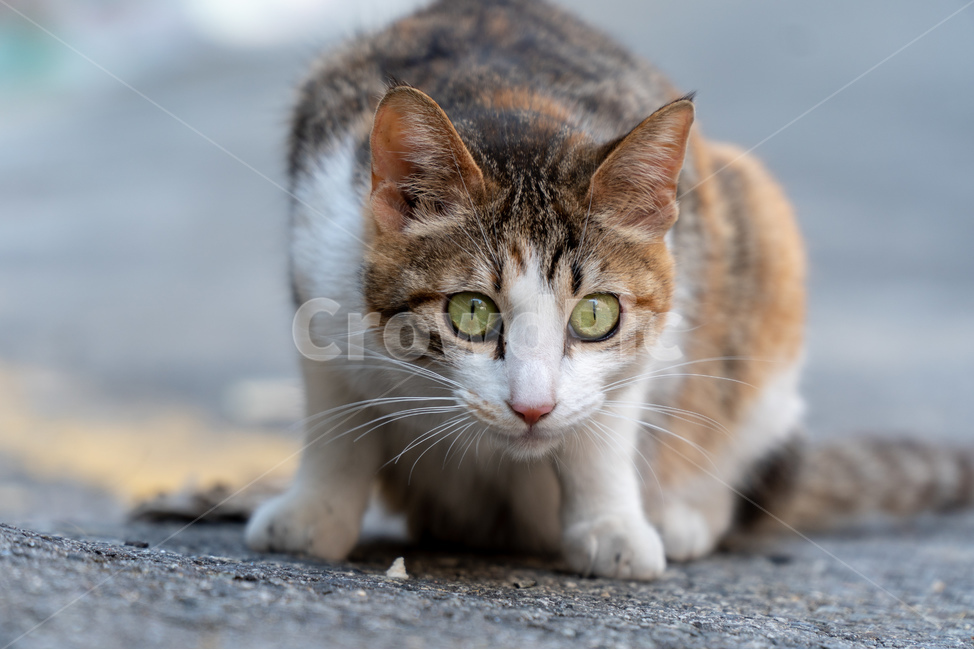 길고양이,고양이,길냥이,고양이입양,삼색고양이,동물,평화,힐링,귀여움,동물,animal,포유류,mammal,고양이,cat,kitten,kitty