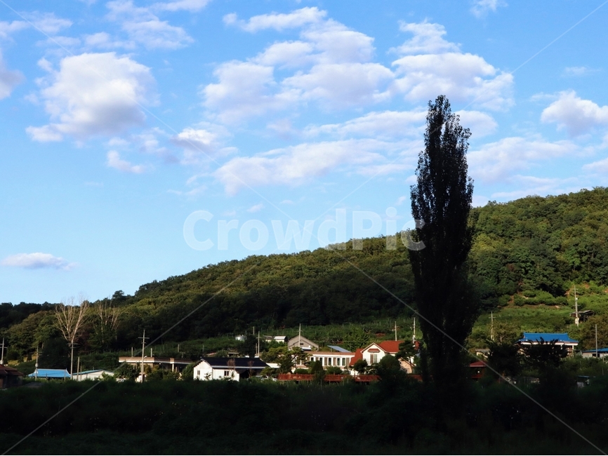 미루나무,하늘,구름,마을,음성,시골,마을,풍경,landscape,country,rural,town
