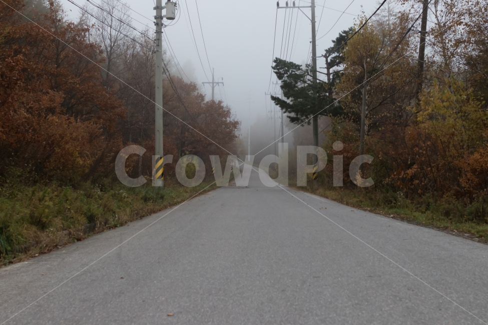 안개,단풍,길,도로,나무,가을,계절,fall,autumn,season,자연,풍경,nature,landscape