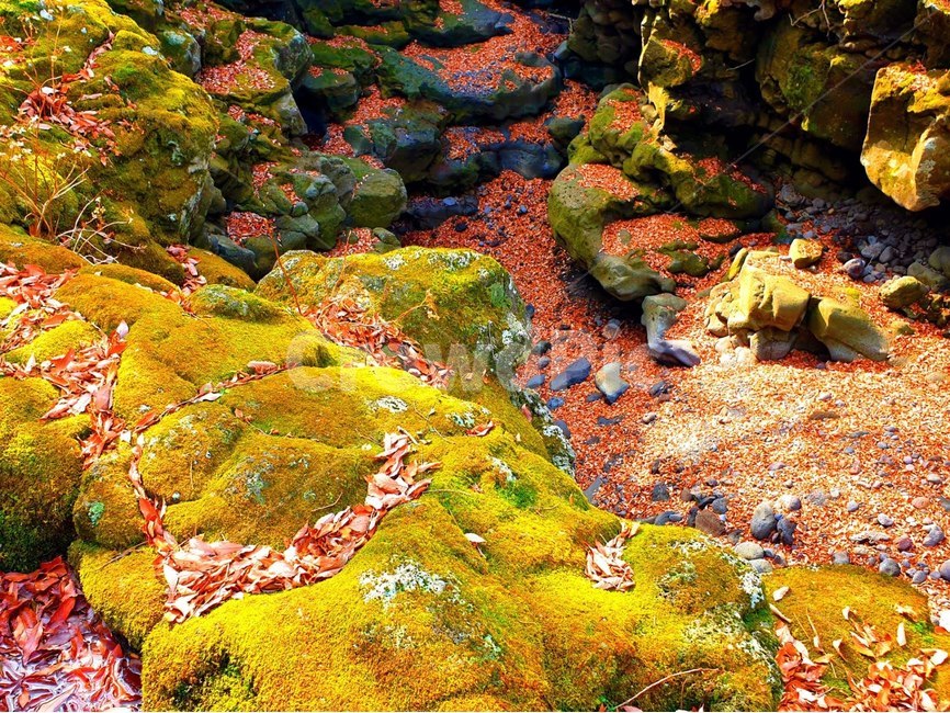식물,plant,이끼,계곡,낙엽,자연,풍경,nature,landscape