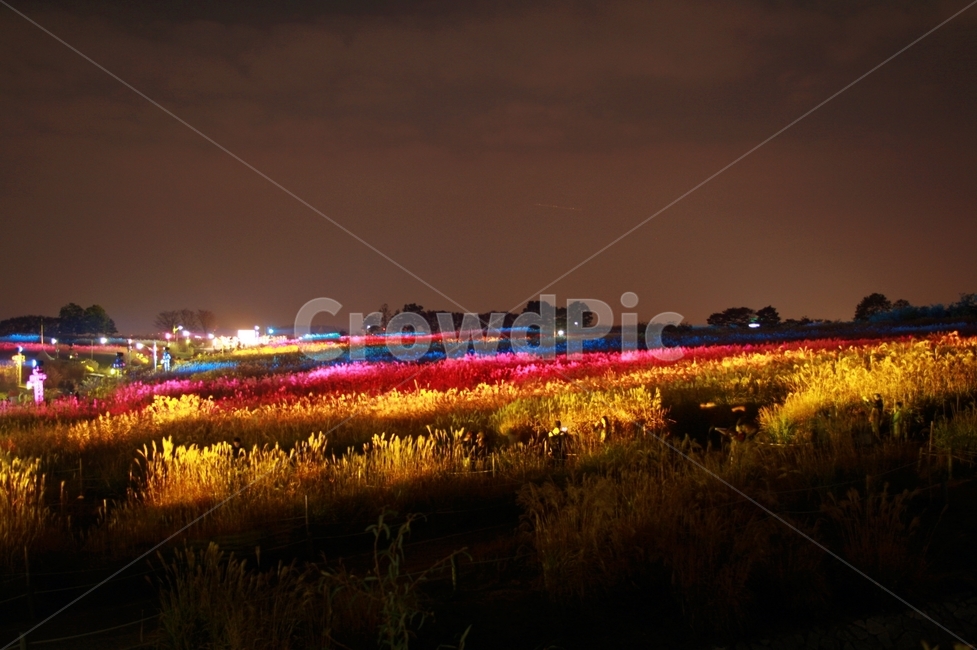 하늘공원,억새,억새축제,서울월드컵공원,상암월드컵공원,서울,대한민국,야경,축제,자연,풍경,nature,landscape,야경,밤,nightscape,night