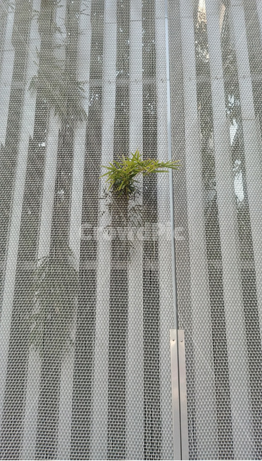 풀,생명,생명력,잡초,잎,식물,식물,자연,plants,nature