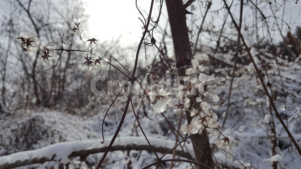눈,눈내린산,겨울풍경,겨울,얼음,snow,winter,얼음꽃