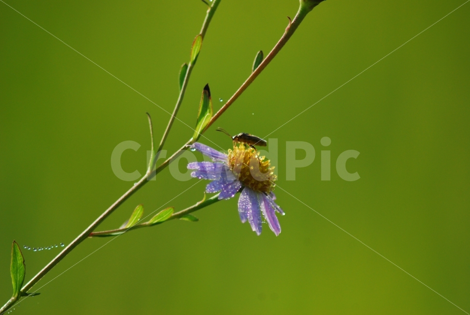 들국화,곤충,이슬,가을꽃,가을풍경,아침이슬,식물,자연,plants,nature,꽃,flower,동물,animal,곤충,벌레,insect,bug