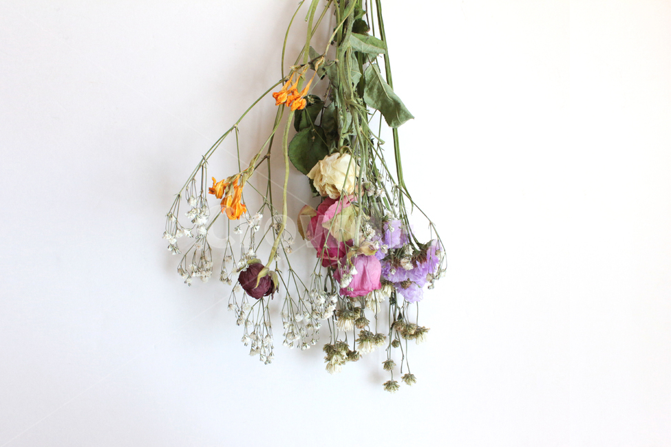 flower,꽃,plant,식물,ornament,장식,드라이플라워,driedflower,꽃다발,dryflower,흰색배경