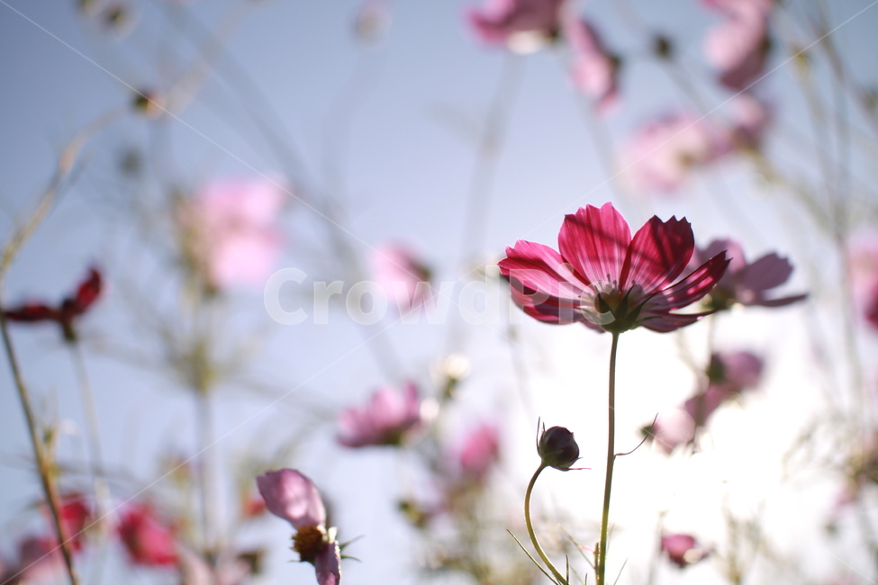꽃,가을,코스모스,자연,식물,folwer,nature,가을,계절,fall,autumn,season,식물,자연,plants,nature,꽃,flower,plant,blossom,petal,꽃잎,geranium,제라늄