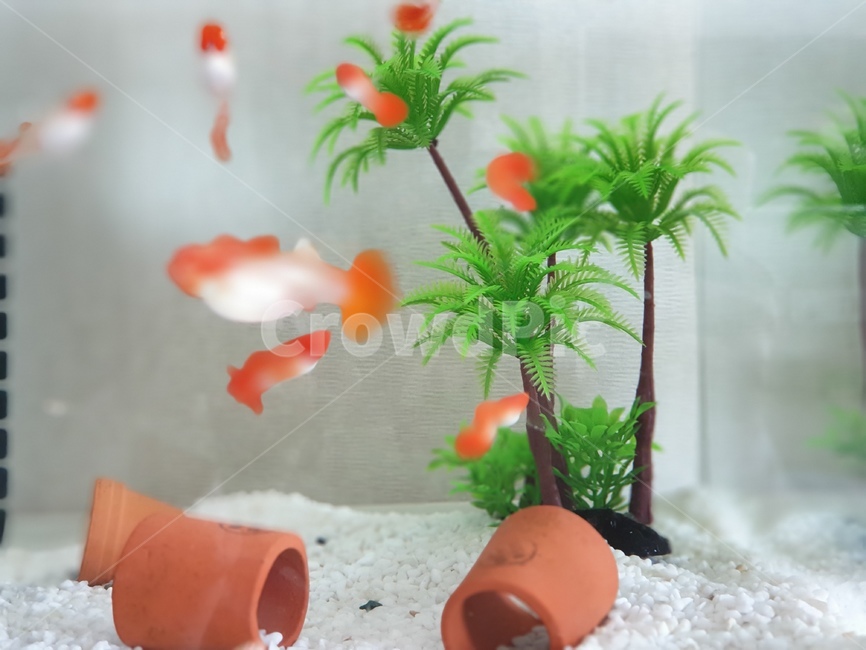 어항,물고기,구피,열대어,인공수초,guppy,송사리