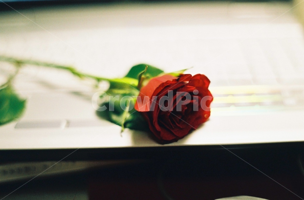 장미,rose,장미한송이,누운장미,붉은장미,빨간장미,꽃,flower