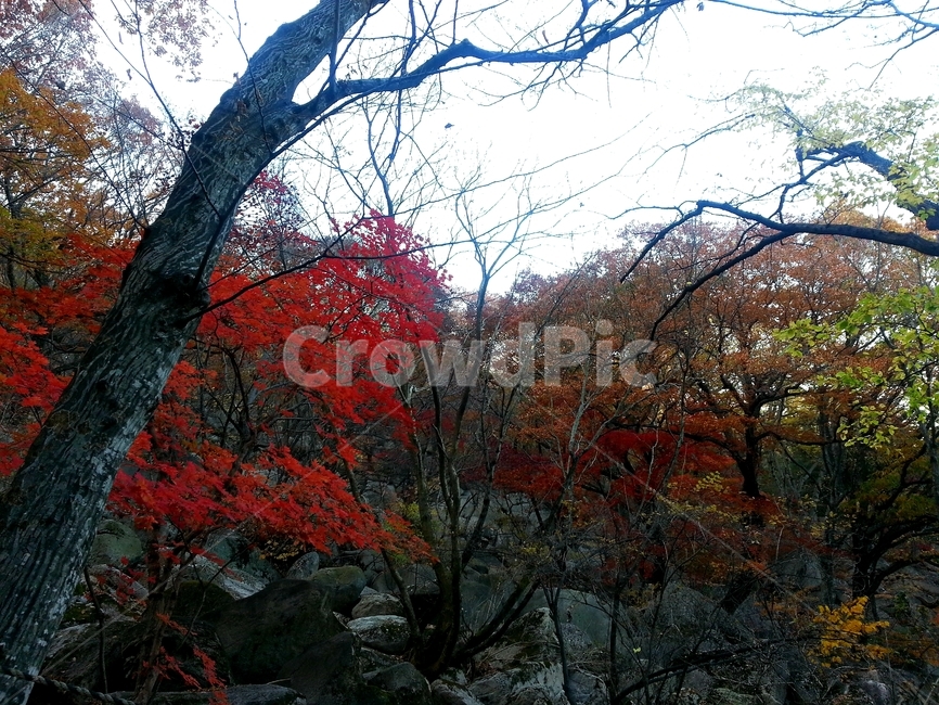 단풍,산,가을,등산,maple,노랑,부산,금정산,나무,단풍잎,자연,풍경,공원,숲,mountain,autumn,fall,mountainclimbing,tree,mapleleaf,nature,view,scenery,park,forest