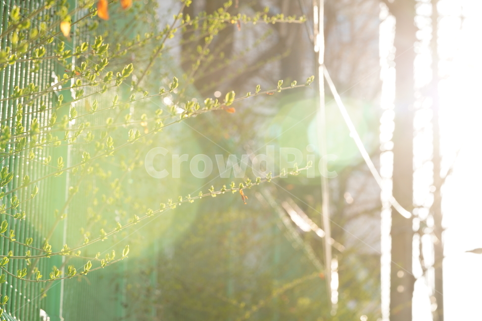봄,계절,느낌,감성,식물,생명,생물,자연,잎,화사,식물,자연,plants,nature,휴식,힐링,rest,relaxation,healing
