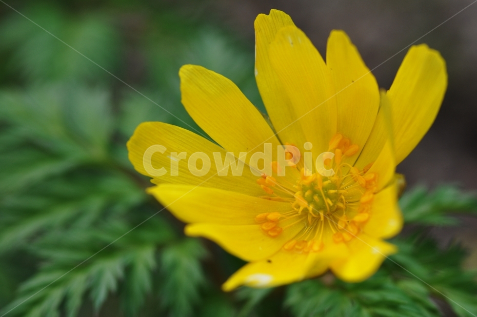 봄꽃,봄,복수초,꽃,노란꽃,계절,식물,자연,plants,nature,꽃,flower