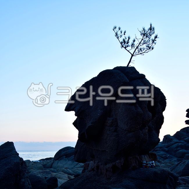 Gangwondo,rock,coastline,pine tree,shape,ocean,outdoors,nature,tree,Tourist destination,Goseonggun
