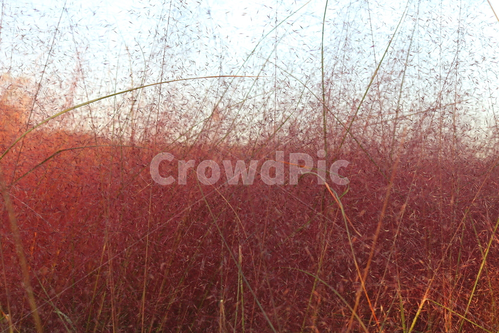 핑크뮬리,뮬리,식물,자연,벼과,분홍쥐꼬리새,가을,가을,계절,fall,autumn,season,grass,잔디,plant,tree,나무