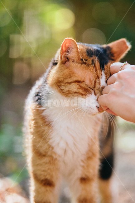 고양이,길고양이,동물,animal,cat,neko,kitty,동물,animal,포유류,mammal,고양이,cat,kitten,kitty