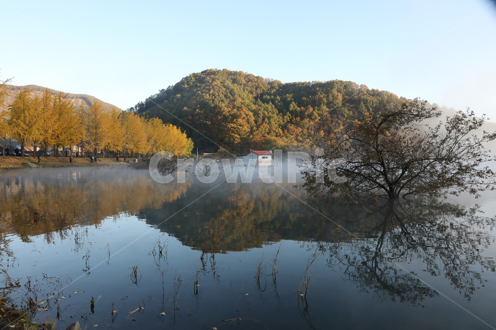 은행나무,단풍,물,저수지,산,가을,계절,fall,autumn,season,자연,풍경,nature,landscape,water,outdoors,옥외