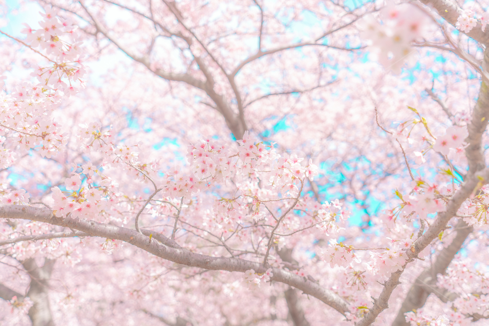 cherryblossom,cherry,background,season,pink,natural,nature,blossom,plant,beautiful,flower,spring,tree,bloom,fullbloom,벚꽃,버찌,벚나무,배경,벚꽃시즌,분홍,핑크,자연,식물,아름다움,꽃,봄,나무,만개,unrealistic,animation,distinctive,mood,비현실적인,애니메이션,독특한,분위기,sky,skybackground,하늘,하늘배경,pastelcolor,fairytale,파스텔톤,동화,봄,계절,spring,season
