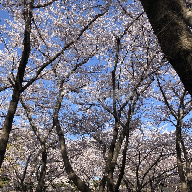 tree,나무,나무줄기,plant,식물,treetrunk,벚꽃,cherryblosome,봄,봄,계절,spring,season