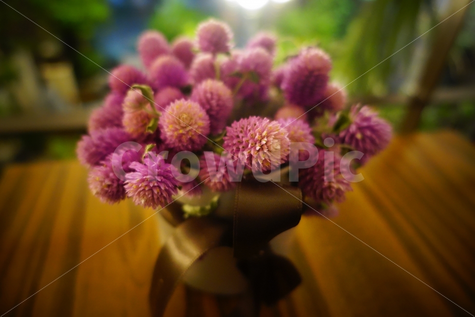 꽃,플라워,감성,백일홍,천일홍,화분,식물,자연,plants,nature,꽃,flower,실내용화초,화분,화초,house plant,감성,sensible,feeling