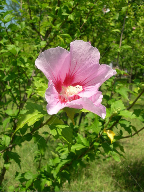 꽃,무궁화,나무,공원,우리나라,분홍,자연,국화,flower,rose,sharon,tree,park,korea,national