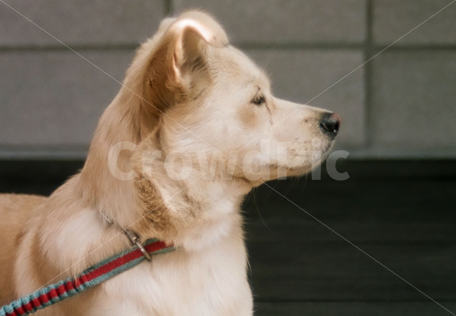 필름사진,개,강아지,dog,얼굴,기다림,스냅,동물,animal,포유류,mammal,개,강아지,dog,doggy