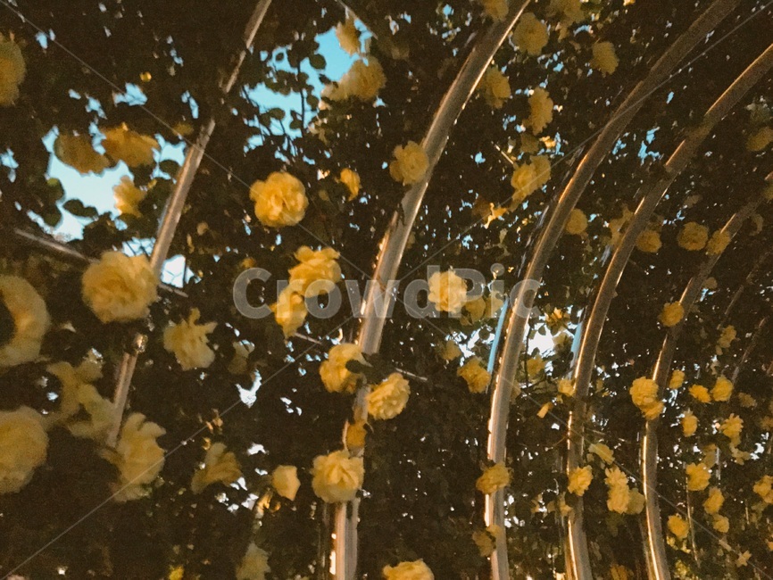 백장미,장미,꽃,덩쿨,자연,식물,풀,나무,flower,nature,plants,감성,rose