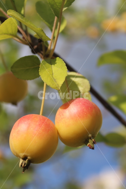 작은사과,주황색,사과나무,사과열매,apple