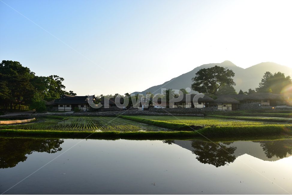 외암,민속,마을,풍경,힐링,반영,논,햇살,시골,마을,풍경,landscape,country,rural,town,한국전통,한국문화,korean traditional,korean culture