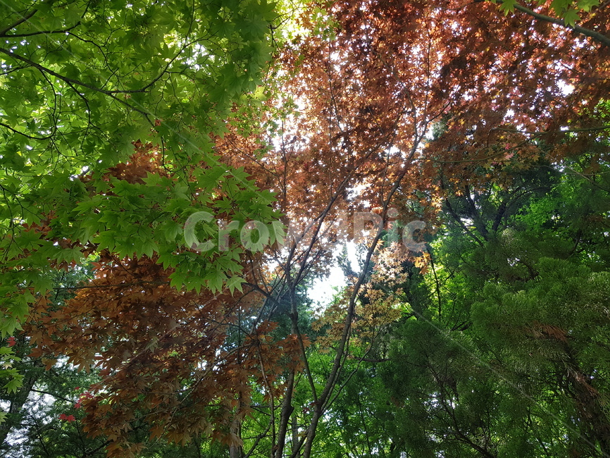 자연,풍경,나무,하늘,산,산속,푸른,봄,녹색,초록,편안함