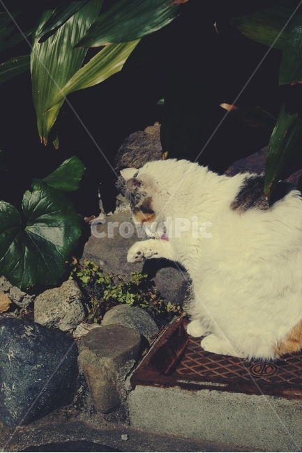 고양이,cat,동물,animal,cute,귀여운,길고양이,동물,animal,포유류,mammal,고양이,cat,kitten,kitty