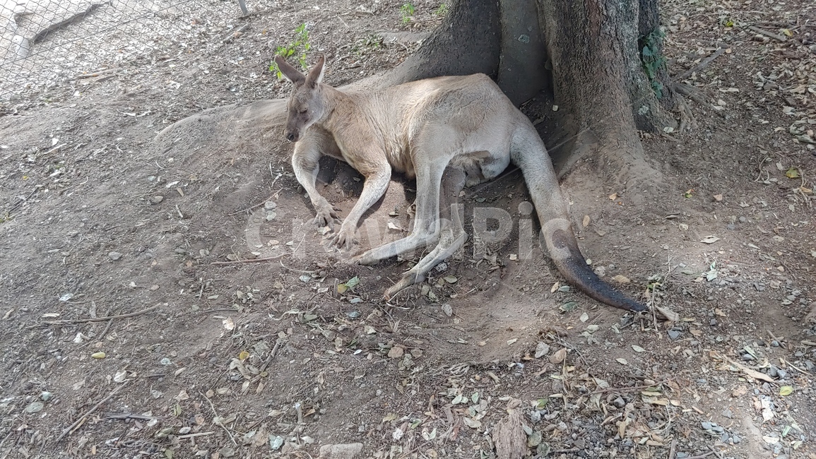 kangaroo,animal,australia,Australia,muscle kangaroo