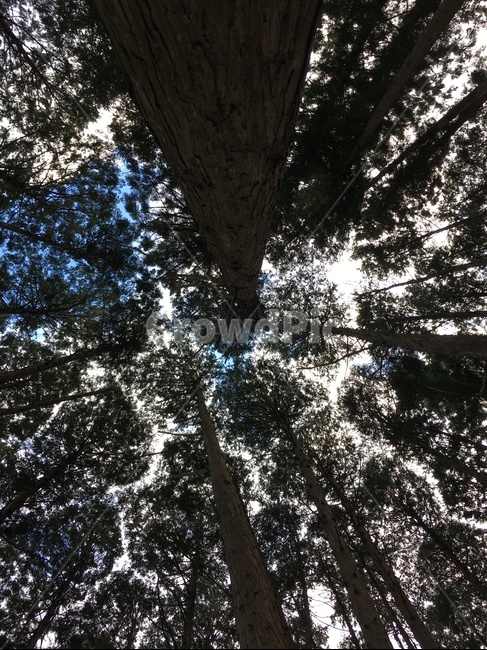 숲,나무,하늘,자연,경치,힐링,식물,자연,plants,nature,나무,trees,wood