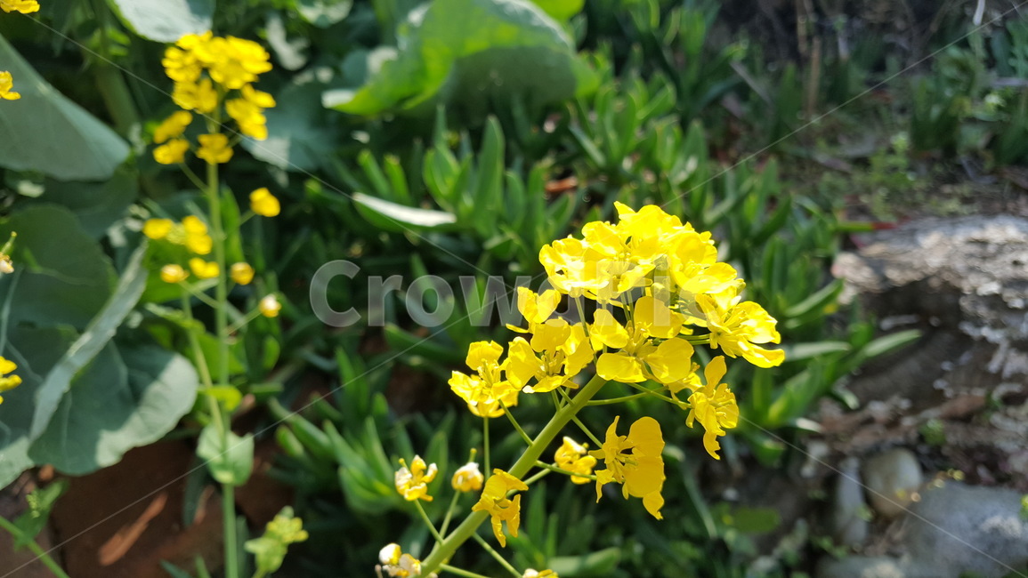 유채꽃,꽃,식물,plant,flower