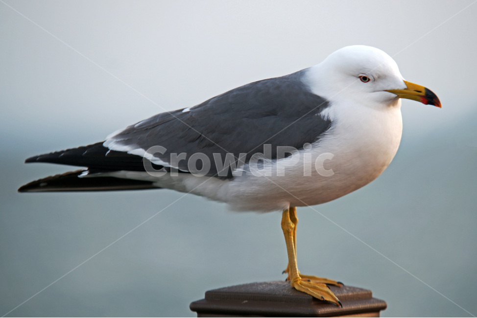 갈매기,새,조류,바다,궁평항,난간,목책,동물,animal,조류,새,birds