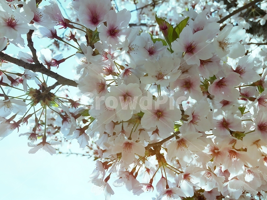 봄,벚꽃,꽃,사쿠라,spring,flower,season,cherry,pink,blossom,nature,blooming,branch,beautiful,sky,sakura,garden,tree,blue,하늘,자연,봄꽃,파랑,파란하늘,분홍