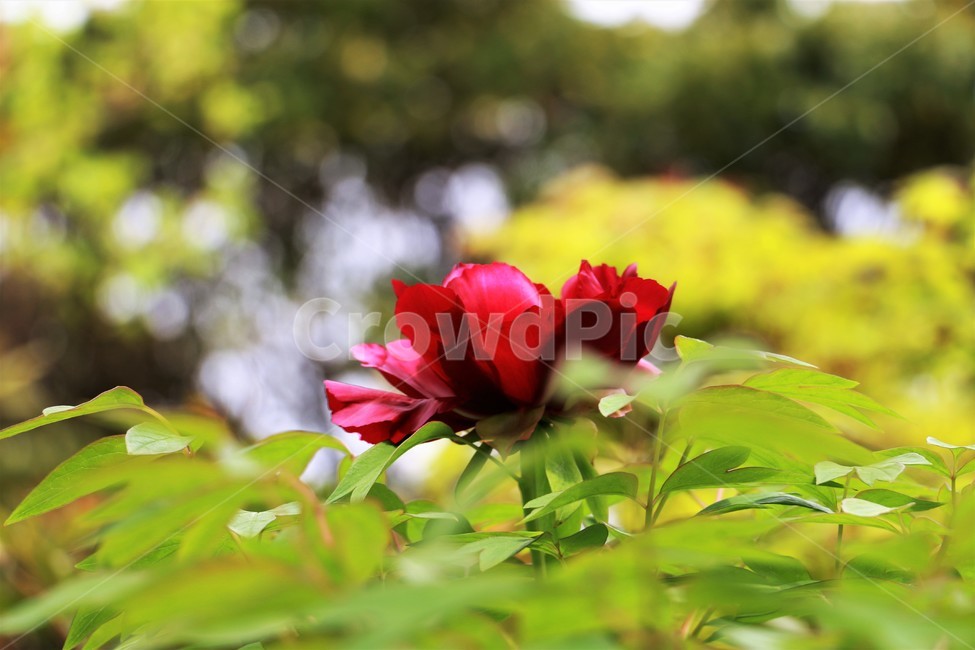 자연,풍경,꽃,보라색,연두빛,식물,자연,plants,nature,꽃,flower