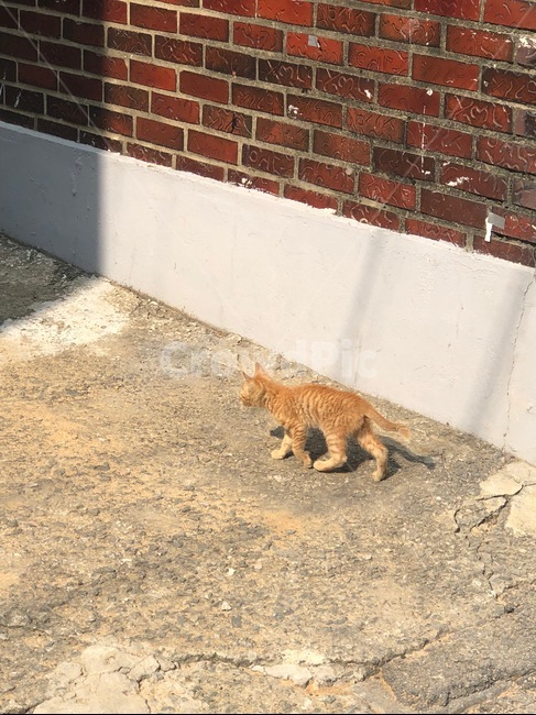 고양이,cat,길고양이,떠돌이,아기고양이