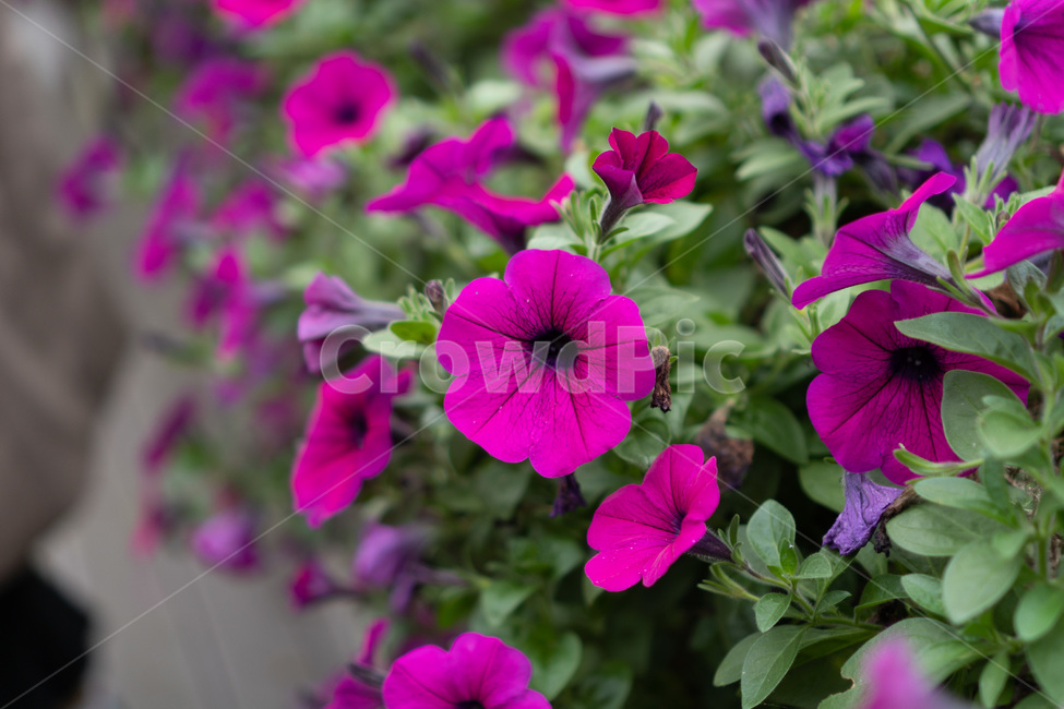 flower,geranium,제라늄,blossom,꽃,plant,식물