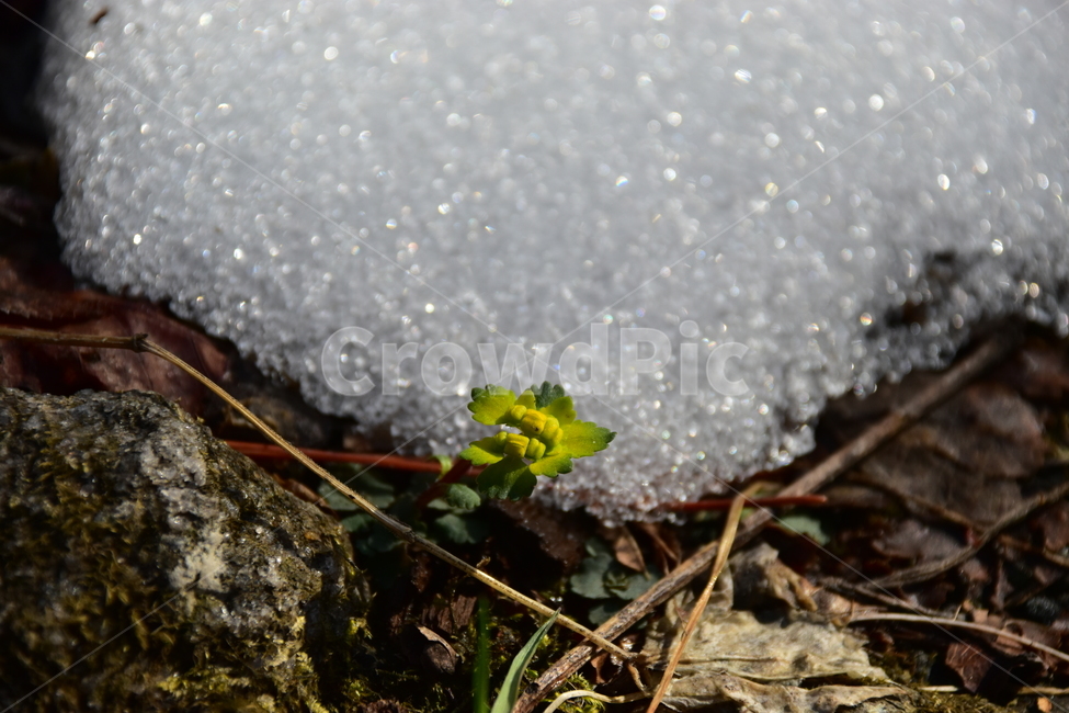 금괭이눈,야생화,봄,꽃,풀꽃,자연,식물,식생,감성,힐링,plants,nature,spring,season,flower,emotion,feeling,노랑,노란색,초본,설중,눈