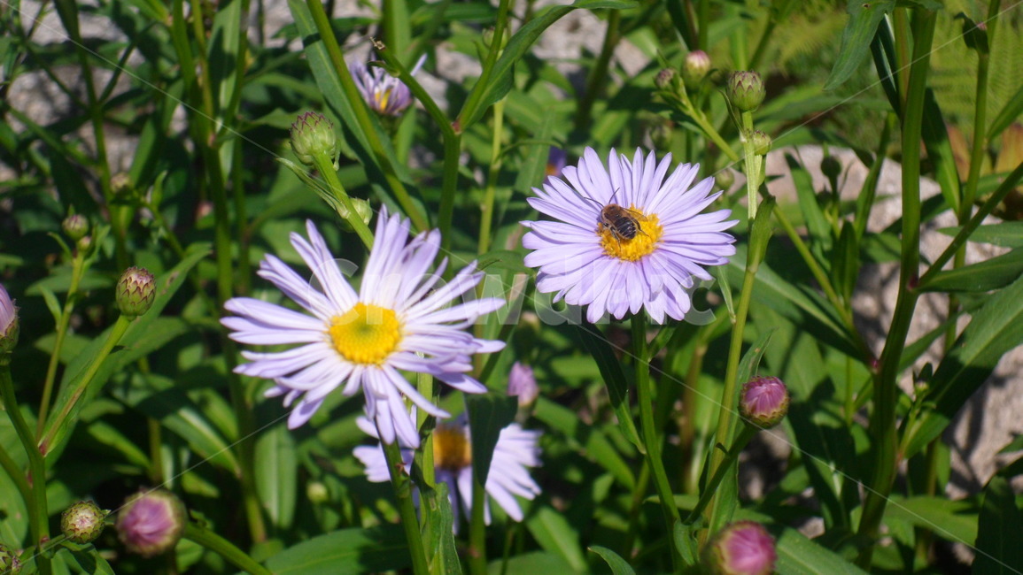 들꽃,꽃,벌,풀,자연,봄,가을,식물,자연,plants,nature,꽃,flower