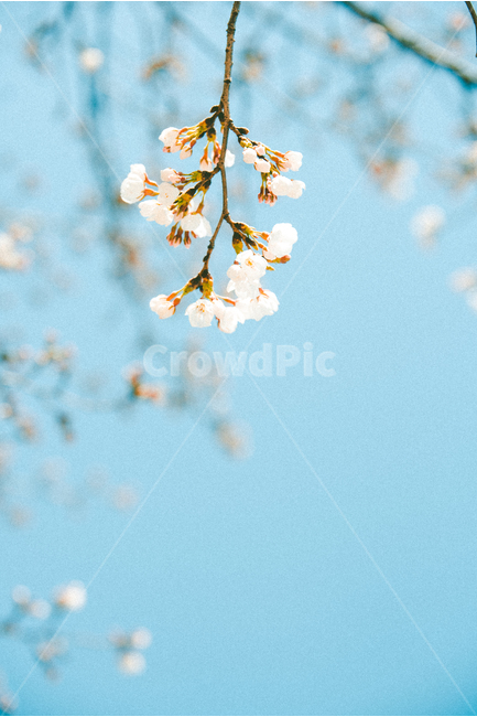벚꽃,벚나무,꽃,봄,꽃구경,꽃놀이,봄,계절,spring,season,식물,자연,plants,nature,꽃,flower,감성,sensible,feeling,색깔,색상,색채,색감,color sense,color sensitivity,feeling of color,plant