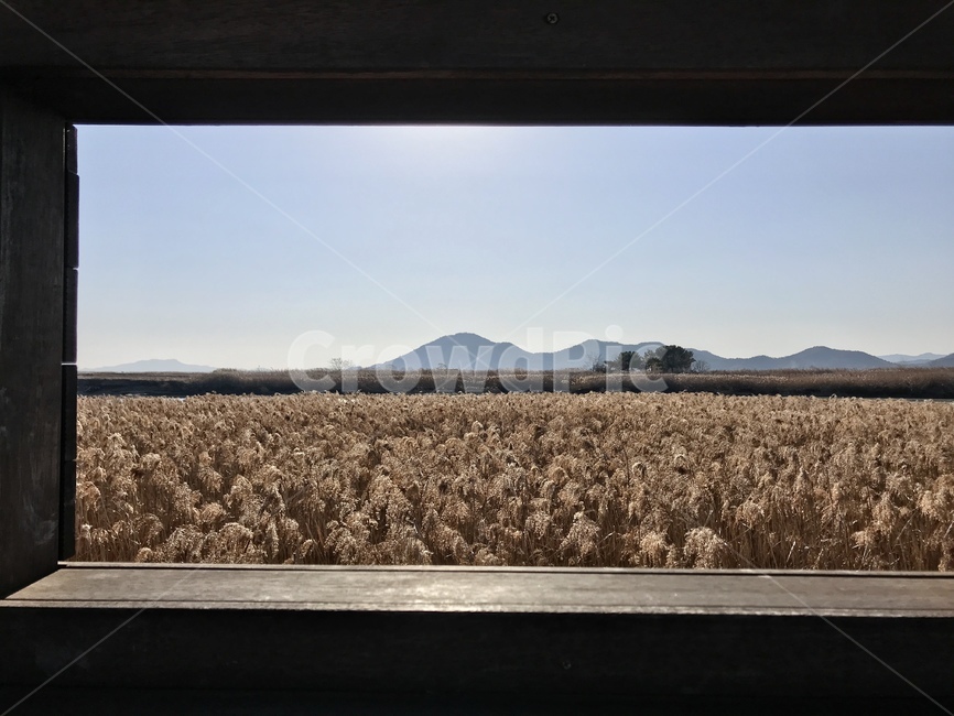순천만,갈대,바다,자연,창문,식물,자연,plants,nature