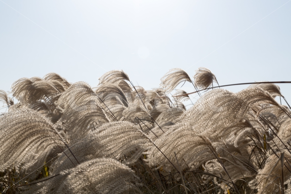sky,Reeds,Sky Park,autumn,wind