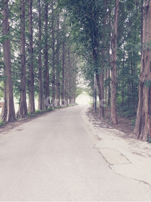 통로,산책로,산책,길,가로수길,나무,trees,wood