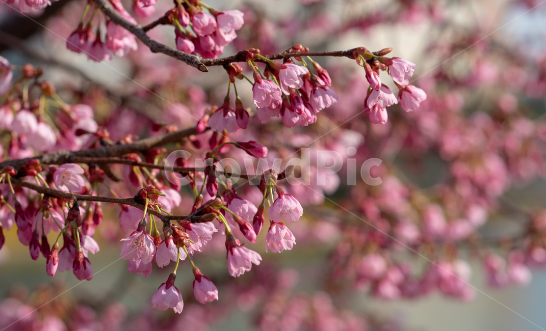 벚꽃,봄,벚꽃나무,자연,꽃,flower,spring,파란하늘,식물,푸른하늘,봄,계절,spring,season,식물,자연,plants,nature,꽃,flower,plant,blossom