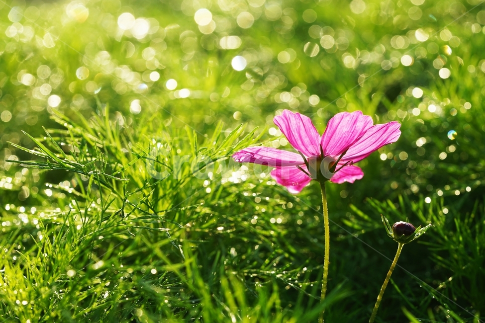 코스모스,꽃,식물,아침이슬,가을,가을,계절,fall,autumn,season,식물,자연,plants,nature,꽃,flower,plant,blossom,geranium,제라늄,petal,꽃잎