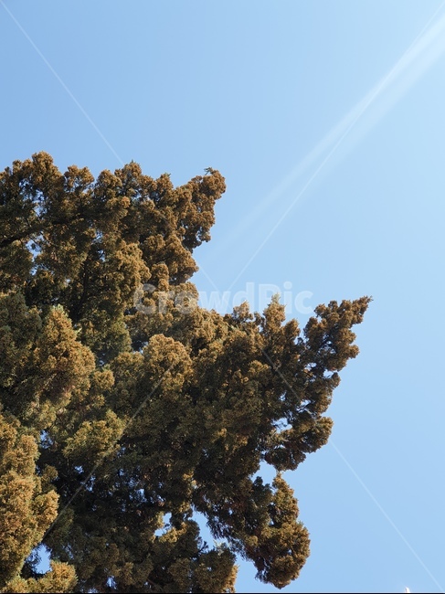 하늘,나무,봄,따뜻함,싱그러움,자연,풍경,nature,landscape,tree,plant,식물