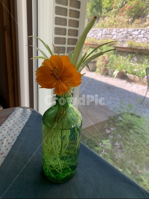 plant,식물,blossom,꽃,flower,flowerarrangement,꽃꽂이,화병,한송이
