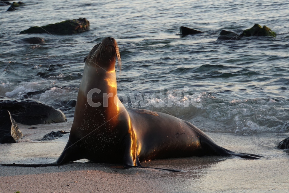 sealife,해양생물,바다사자,sealion,animal,동물,동물,animal,포유류,mammal